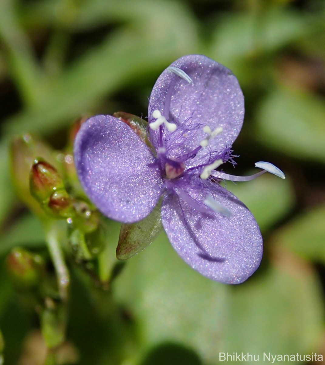 Murdannia spirata var. spirata (L.) G.Brückn.